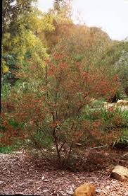 Image result for Dodonaea