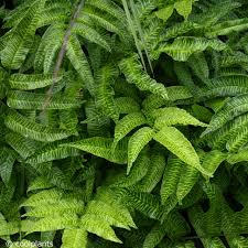 Image result for Coniogramme