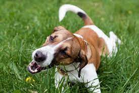 The short answer to the question can dogs eat bread? is yes. Why Does My Dog Eat Grass And Weeds Animal Wellness Magazine