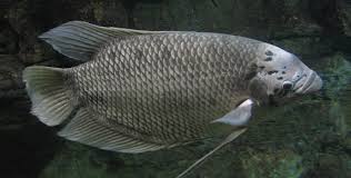 Selain itu, ikan gurame juga merupakan jenis ikan favorite masyarakat indonesia. Bagaimana Cara Mudah Budidaya Ikan Gurame Di Kolam Terpal Akuakultur Dictio Community