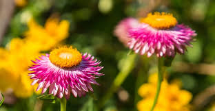 Image result for Helichrysopsis