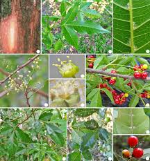 Image result for Allophylus