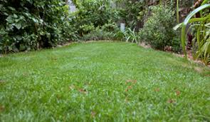 Zoysia grass has been traditionally grown from vegetative or hybrid (no seed) varieties. How To Plant A Zoysia Grass Lawn Grass Maintenance Scotts
