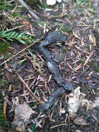 Image result for marten poop