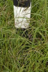 Image result for Hyparrhenia rufa