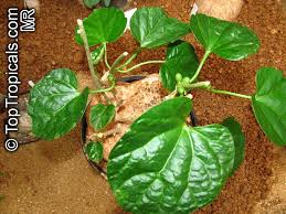 Image result for Pyrenacantha