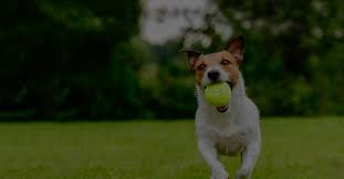 Unlimited wellness services pet stop prime club join today. Puget Sound Pet Stop Electric Fence Invisible Fence Pet Stop Fences