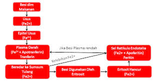 Hal ini secara otomatis membuat tubuh yang kekurangan asam folat tidak akan mampu memproduksi sel darah tersebut dengan jumlah yang cukup. Sistem Produksi Sel Darah Merah Teknoteknologi
