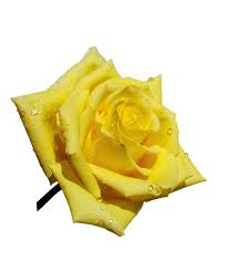 It can also mean deeper pink roses indicate gratitude and make a great thank you gift. Free Yellow Rose Stock Photo Freeimages Com