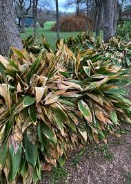 Check spelling or type a new query. Facing The Freeze Damage Neil Sperry S Gardens