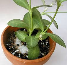 Image result for Ceropegia conrathii