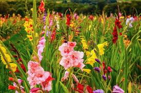 What is the flower for my birth month. What Is Your Birth Flower And What Does It Mean Across America Us Patch