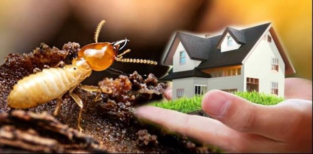 Termite control service