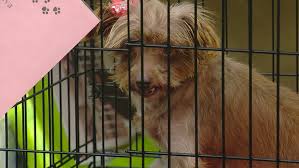 The pets for people program is about matching spca cincinnati senior pets (dogs and cats 5 years or older) with senior companions. Colerain Petsmart Partners With Animal Rescue To Help Find Homes For Dogs Wkrc