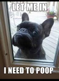 Funny Animal Pictures 23 Pics Bulldog Funny French Bulldog Funny Funny Animal Pictures