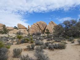 We cannot predict the extent to which wildflowers will appear! 20 Best Things To Do In Joshua Tree National Park Tips For Visiting Roadtripping California