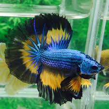 Yet Another Post Bringing You A Stunning Halfmoonbetta From The Gamebettabreeders A Striking Tricolour Flaring His Impressive Betta Halfmoon Betta Betta Fish