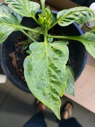 I am not aware of damaging it and i cant see any trace of any insects or. Capsicum Peppers Leaves Have Holes Turned Yellow Curled No Bugs Visible Gardening Landscaping Stack Exchange