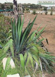 Image result for Agave sisalana