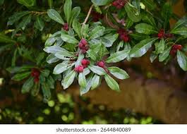 Image result for Myricaceae