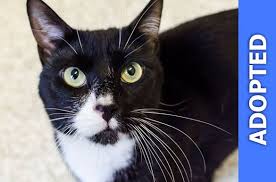 This article is a stub. Pepe Le Pew Aspca