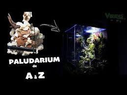Epingle Sur Aquarium Terrarium