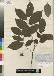 Image result for Ancylobothrys scandens