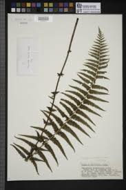 Image result for Amauropelta bergiana