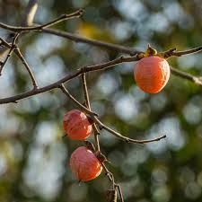 Image result for Diospyros
