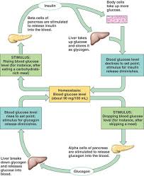 Glucose Homeostasis Endocrine Nursing Mnemonics Endocrine System