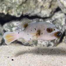 Saltwater Aquarium Fish For Marine Aquariums Arothron Dog