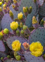 Are all prickly pear cactus fruits edible? Nature In Stock