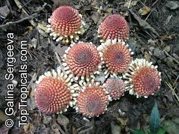 Image result for Balanophoraceae