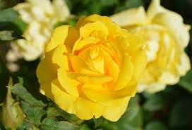 How the ribbon was tied said something. Beautiful Flower Yellow Rose Steemit