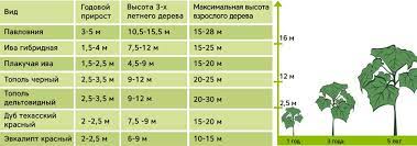 Скорость роста практически в шесть раз быстрее чем у дуба. Pavlovniya Bystrorastushee Listvennoe Derevo Ekopark Z