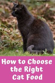 How To Choose The Right Cat Food Oliveknows Cat Food Cat Nutrition Cats