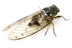 What are ultrasonic pest repellers? Cicada Control And Treatments For The Home Yard And Garden