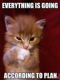 Top funny pictures of the day. Funny Cat Memes Without Words Novocom Top