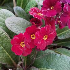 Image result for Primula 1982 Fleet