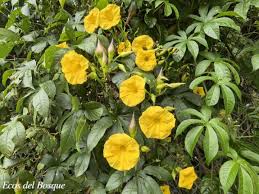 Image result for Merremia verecunda