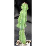 Image result for Euphorbia fortissima