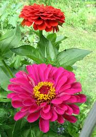 Zinnias Beautiful Flowers Zinnia Flowers Zinnias