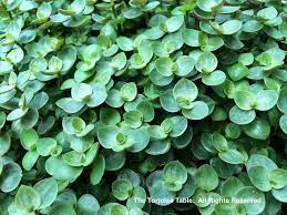 Callisia Creeping Inch Plant Inch Plant Chain Plant Turtle Vine Moderate Plants Hanging Plants Plant Goals