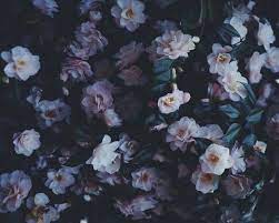 Maybe you would like to learn more about one of these? Flower Aesthetic Victorian Aesthetic Dark Aesthetic