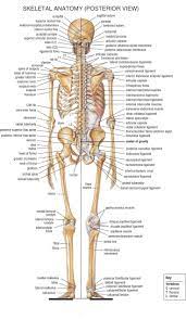 The human anatomy of organs is quite remarkable, when looked at more closely. Home Anatomy Physiology For Ems Libguides At Com Library