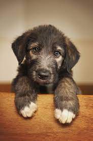 Those Cute Big Paws Wolfhound Puppies Irish Wolfhound Dogs Irish Wolfhound Puppies