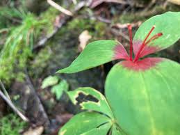 Image result for Hermbstaedtia schaeferi