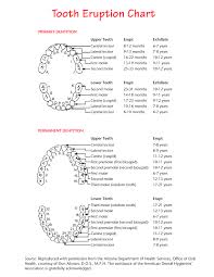 Tooth Eruption Chart Teeth Eruption Chart Tooth Chart