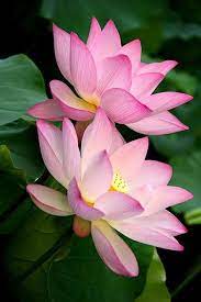 Realizamos entregas cualquier día durante la semana, de lunes a viernes, y los sábados por la mañana. Estranha E Ornamental Conheca A Semente Da Flor De Lotus Flores Exoticas Amor Flores Flores Bonitas