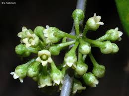 Image result for Marsdenia schimperi